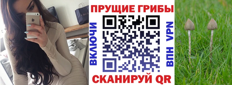 Купить закладки  Дрезна  Псилоцибиновые грибы GOLDEN TEACHER 